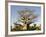 Baobab Tree, Sine Saloum Delta, Senegal, West Africa, Africa-Robert Harding-Framed Photographic Print