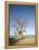 Baobab Tree, Sine Saloum Delta, Senegal, West Africa, Africa-Robert Harding-Framed Premier Image Canvas