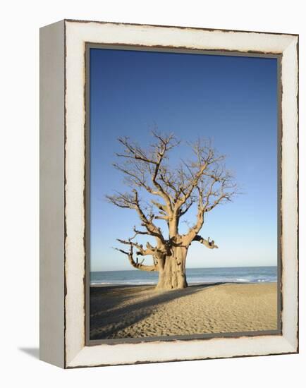 Baobab Tree, Sine Saloum Delta, Senegal, West Africa, Africa-Robert Harding-Framed Premier Image Canvas