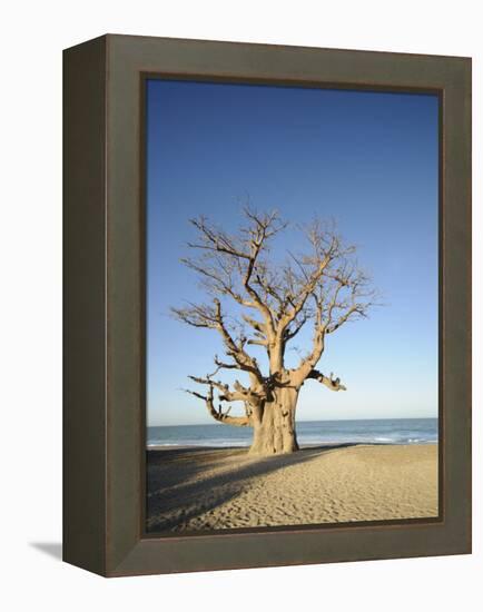 Baobab Tree, Sine Saloum Delta, Senegal, West Africa, Africa-Robert Harding-Framed Premier Image Canvas