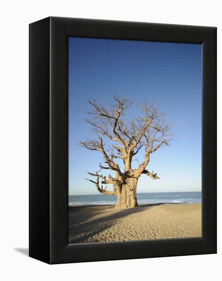 Baobab Tree, Sine Saloum Delta, Senegal, West Africa, Africa-Robert Harding-Framed Premier Image Canvas