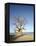 Baobab Tree, Sine Saloum Delta, Senegal, West Africa, Africa-Robert Harding-Framed Premier Image Canvas