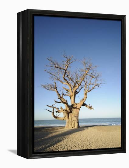 Baobab Tree, Sine Saloum Delta, Senegal, West Africa, Africa-Robert Harding-Framed Premier Image Canvas