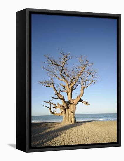 Baobab Tree, Sine Saloum Delta, Senegal, West Africa, Africa-Robert Harding-Framed Premier Image Canvas