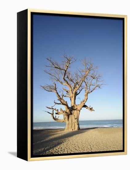 Baobab Tree, Sine Saloum Delta, Senegal, West Africa, Africa-Robert Harding-Framed Premier Image Canvas