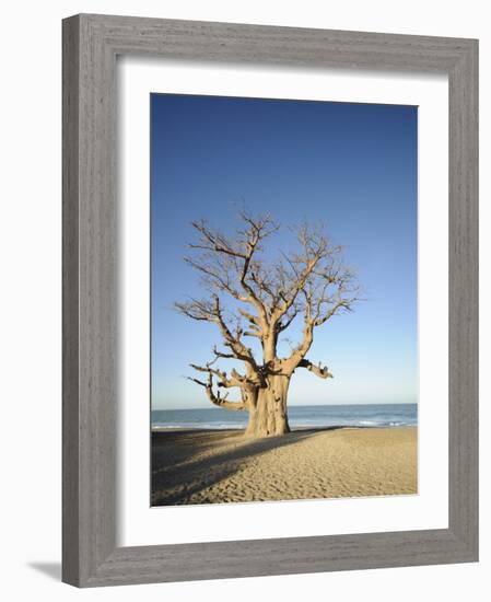 Baobab Tree, Sine Saloum Delta, Senegal, West Africa, Africa-Robert Harding-Framed Photographic Print