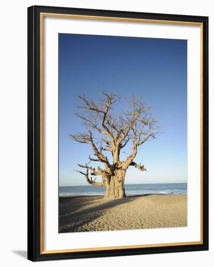 Baobab Tree, Sine Saloum Delta, Senegal, West Africa, Africa-Robert Harding-Framed Photographic Print