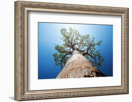 Baobab Tree with Green Leaves on a Blue Clear Sky Background. Madagascar-Dudarev Mikhail-Framed Photographic Print