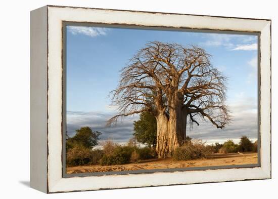 Baobab Tree-Michele Westmorland-Framed Premier Image Canvas