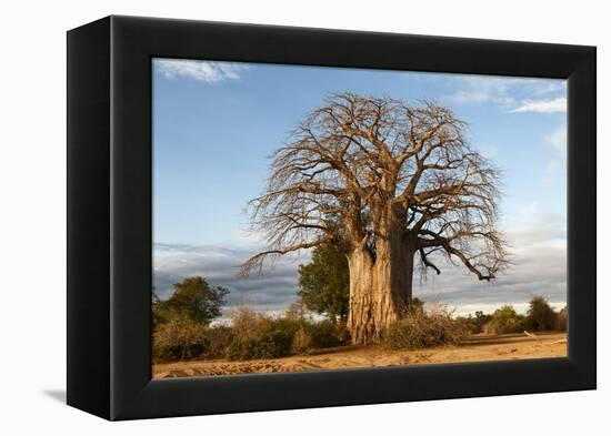 Baobab Tree-Michele Westmorland-Framed Premier Image Canvas