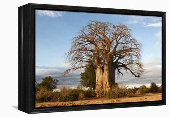 Baobab Tree-Michele Westmorland-Framed Premier Image Canvas