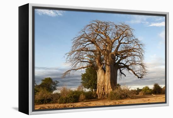 Baobab Tree-Michele Westmorland-Framed Premier Image Canvas