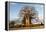Baobab Tree-Michele Westmorland-Framed Premier Image Canvas