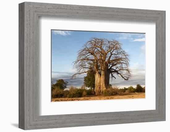 Baobab Tree-Michele Westmorland-Framed Photographic Print