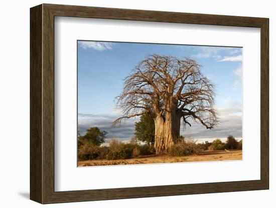 Baobab Tree-Michele Westmorland-Framed Photographic Print