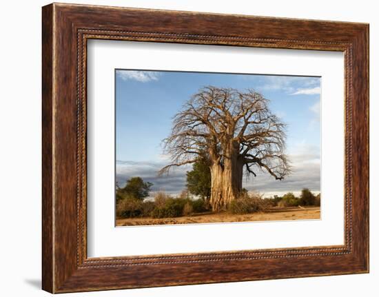 Baobab Tree-Michele Westmorland-Framed Photographic Print