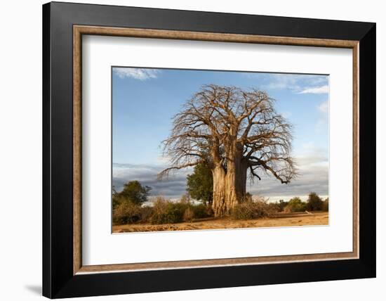 Baobab Tree-Michele Westmorland-Framed Photographic Print