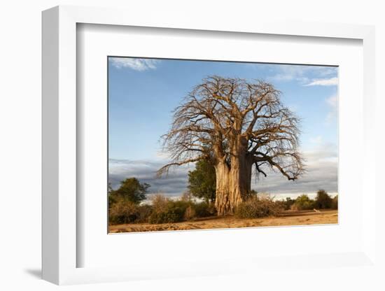 Baobab Tree-Michele Westmorland-Framed Photographic Print