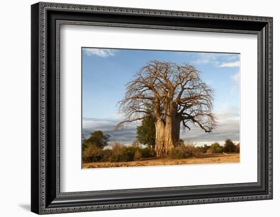 Baobab Tree-Michele Westmorland-Framed Photographic Print