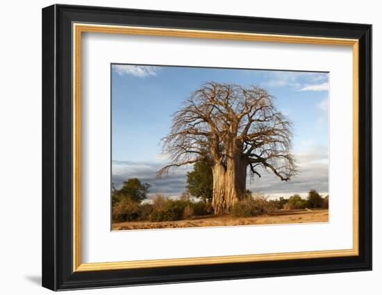 Baobab Tree-Michele Westmorland-Framed Photographic Print