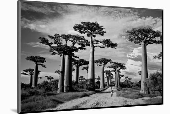 Baobab trees (Adansonia digitata) along a dirt road, Avenue of the Baobabs, Morondava, Madagascar-null-Mounted Photographic Print