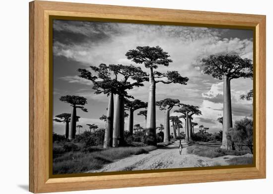 Baobab trees (Adansonia digitata) along a dirt road, Avenue of the Baobabs, Morondava, Madagascar-null-Framed Premier Image Canvas