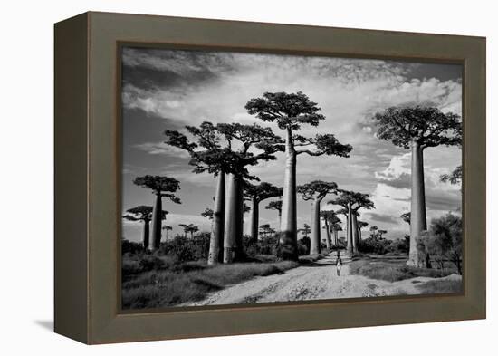 Baobab trees (Adansonia digitata) along a dirt road, Avenue of the Baobabs, Morondava, Madagascar-null-Framed Premier Image Canvas