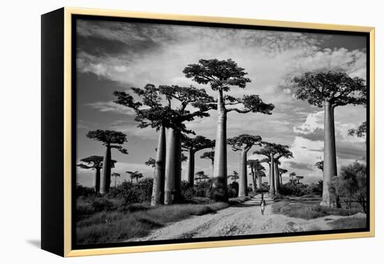 Baobab trees (Adansonia digitata) along a dirt road, Avenue of the Baobabs, Morondava, Madagascar-null-Framed Premier Image Canvas