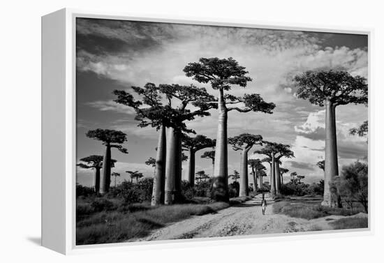 Baobab trees (Adansonia digitata) along a dirt road, Avenue of the Baobabs, Morondava, Madagascar-null-Framed Premier Image Canvas