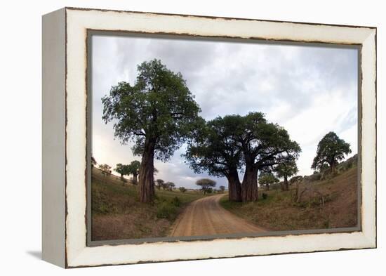 Baobab Trees (Adansonia Digitata) in a Forest, Tarangire National Park, Tanzania-null-Framed Stretched Canvas