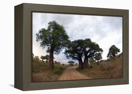 Baobab Trees (Adansonia Digitata) in a Forest, Tarangire National Park, Tanzania-null-Framed Stretched Canvas