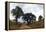 Baobab Trees (Adansonia Digitata) in a Forest, Tarangire National Park, Tanzania-null-Framed Stretched Canvas