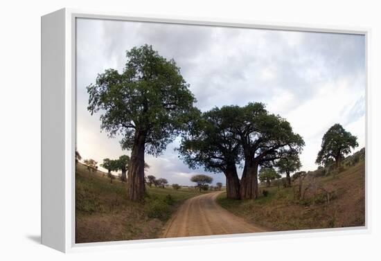 Baobab Trees (Adansonia Digitata) in a Forest, Tarangire National Park, Tanzania-null-Framed Stretched Canvas