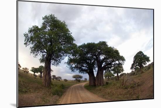 Baobab Trees (Adansonia Digitata) in a Forest, Tarangire National Park, Tanzania-null-Mounted Photographic Print