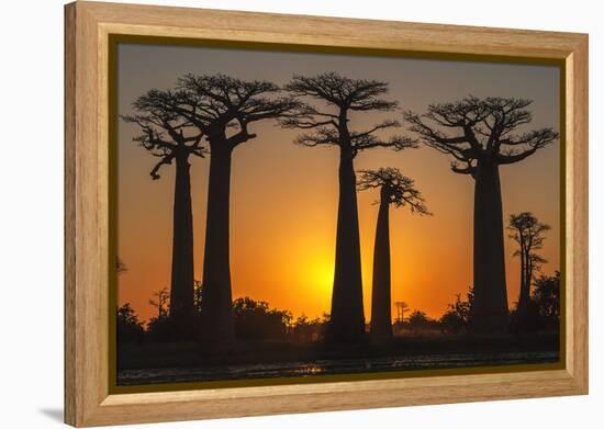 Baobab Trees (Adansonia Grandidieri) at Sunset, Morondava, Toliara Province, Madagascar, Africa-G&M Therin-Weise-Framed Premier Image Canvas