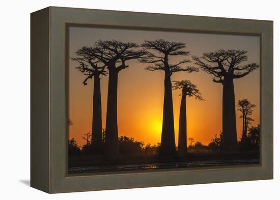 Baobab Trees (Adansonia Grandidieri) at Sunset, Morondava, Toliara Province, Madagascar, Africa-G&M Therin-Weise-Framed Premier Image Canvas