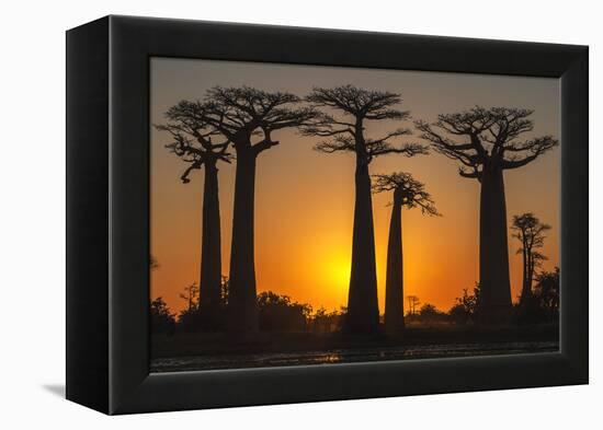 Baobab Trees (Adansonia Grandidieri) at Sunset, Morondava, Toliara Province, Madagascar, Africa-G&M Therin-Weise-Framed Premier Image Canvas