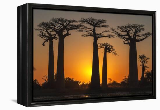 Baobab Trees (Adansonia Grandidieri) at Sunset, Morondava, Toliara Province, Madagascar, Africa-G&M Therin-Weise-Framed Premier Image Canvas