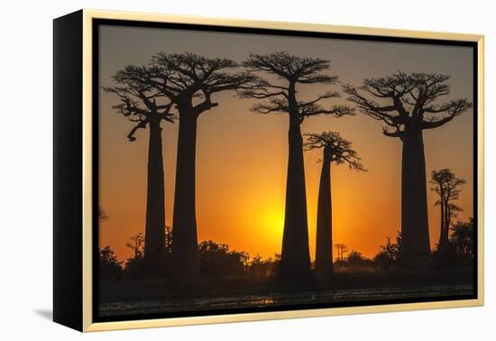 Baobab Trees (Adansonia Grandidieri) at Sunset, Morondava, Toliara Province, Madagascar, Africa-G&M Therin-Weise-Framed Premier Image Canvas