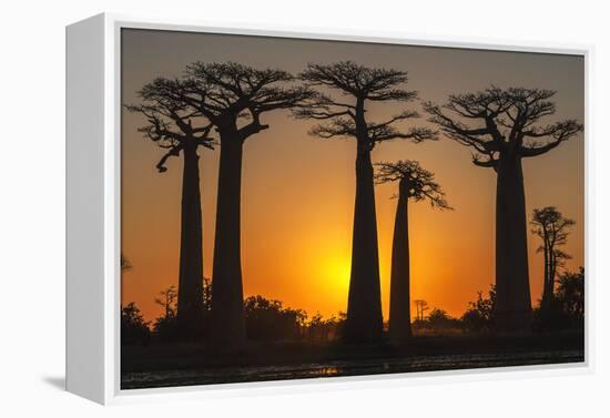 Baobab Trees (Adansonia Grandidieri) at Sunset, Morondava, Toliara Province, Madagascar, Africa-G&M Therin-Weise-Framed Premier Image Canvas