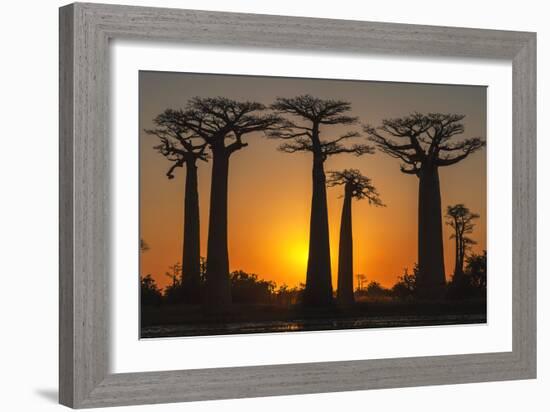 Baobab Trees (Adansonia Grandidieri) at Sunset, Morondava, Toliara Province, Madagascar, Africa-G&M Therin-Weise-Framed Photographic Print