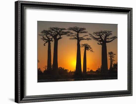 Baobab Trees (Adansonia Grandidieri) at Sunset, Morondava, Toliara Province, Madagascar, Africa-G&M Therin-Weise-Framed Photographic Print