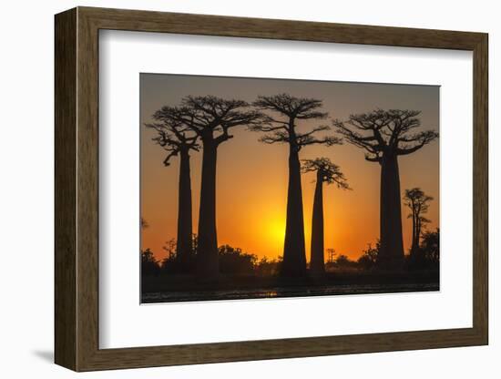 Baobab Trees (Adansonia Grandidieri) at Sunset, Morondava, Toliara Province, Madagascar, Africa-G&M Therin-Weise-Framed Photographic Print