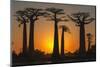 Baobab Trees (Adansonia Grandidieri) at Sunset, Morondava, Toliara Province, Madagascar, Africa-G&M Therin-Weise-Mounted Photographic Print