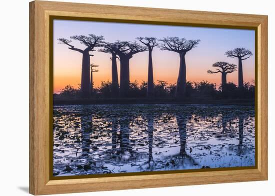 Baobab Trees (Adansonia Grandidieri) Reflecting in the Water at Sunset-G&M Therin-Weise-Framed Premier Image Canvas