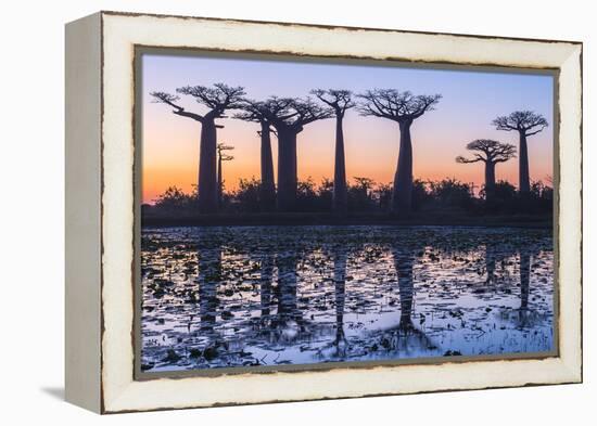 Baobab Trees (Adansonia Grandidieri) Reflecting in the Water at Sunset-G&M Therin-Weise-Framed Premier Image Canvas