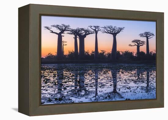 Baobab Trees (Adansonia Grandidieri) Reflecting in the Water at Sunset-G&M Therin-Weise-Framed Premier Image Canvas