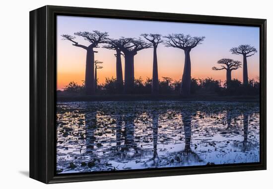 Baobab Trees (Adansonia Grandidieri) Reflecting in the Water at Sunset-G&M Therin-Weise-Framed Premier Image Canvas