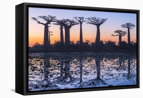 Baobab Trees (Adansonia Grandidieri) Reflecting in the Water at Sunset-G&M Therin-Weise-Framed Premier Image Canvas