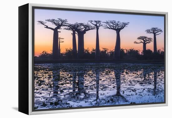 Baobab Trees (Adansonia Grandidieri) Reflecting in the Water at Sunset-G&M Therin-Weise-Framed Premier Image Canvas